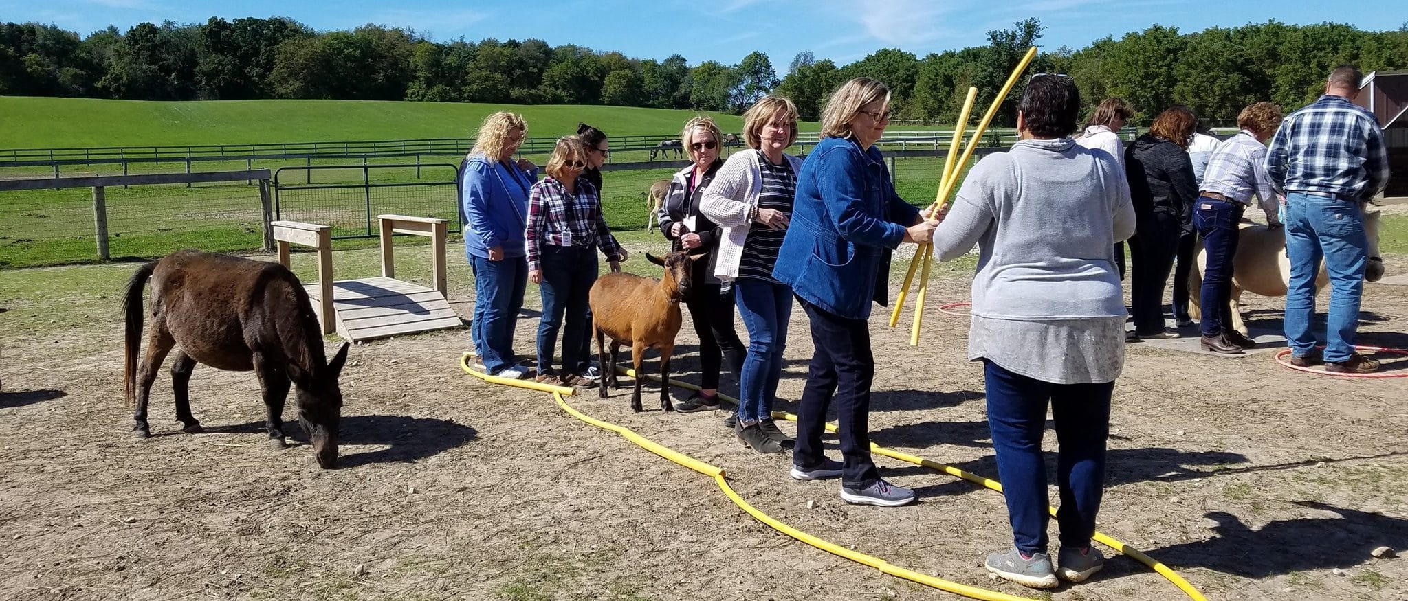 Harness the Power of your Team session with animals