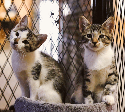 Linus and Lucy, Main Stay's new barn cats