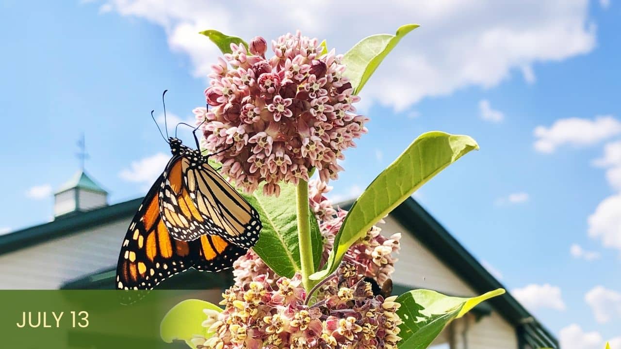 Exploring the Monarch Butterfly's Journey at Main Stay Farm