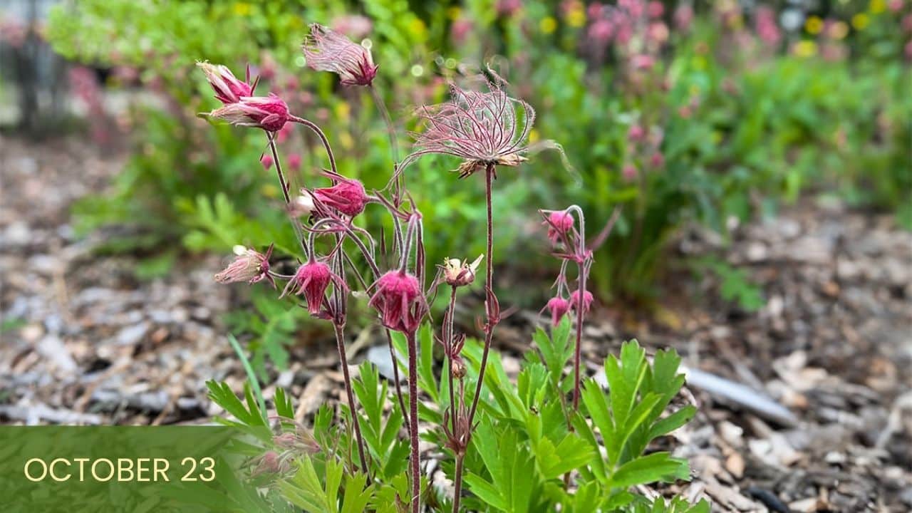 Native Plants