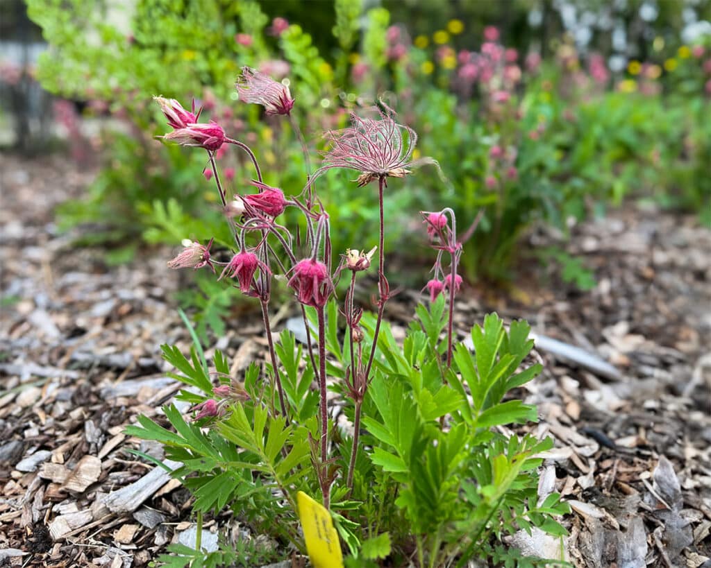 A native plant 