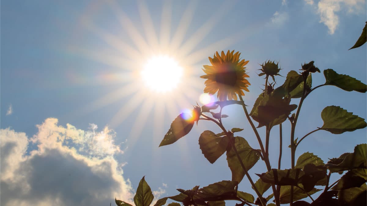 A sunflower with the sunlight behind it