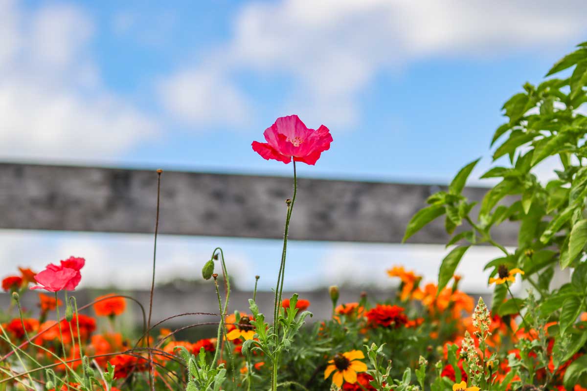 A bright pink poppy stands tall among orange and yellow flowers in a garden bed, with a wooden fence and a blue sky with soft clouds in the background.
