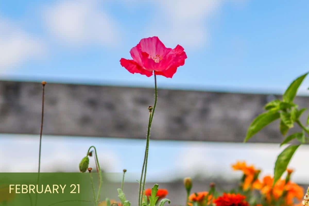 A bright pink poppy stands tall among orange and yellow flowers in a garden bed, with a wooden fence and a blue sky with soft clouds in the background, with a text overlay that says February 21