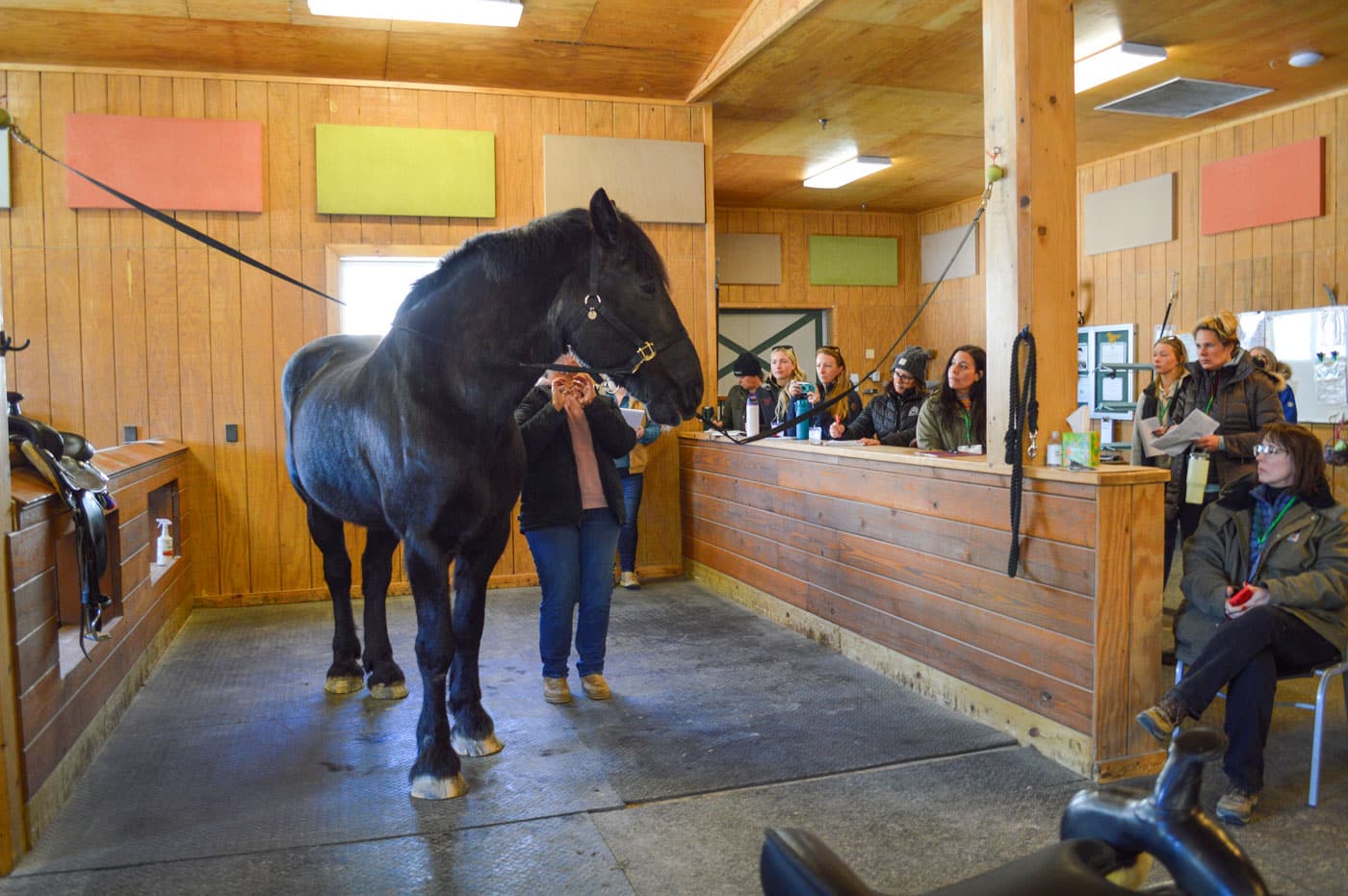 A large black adaptive riding horse stands calmly in Main Stay Farm's horse grooming area as a group of adults observe and take notes during an equine-assisted learning demonstration.