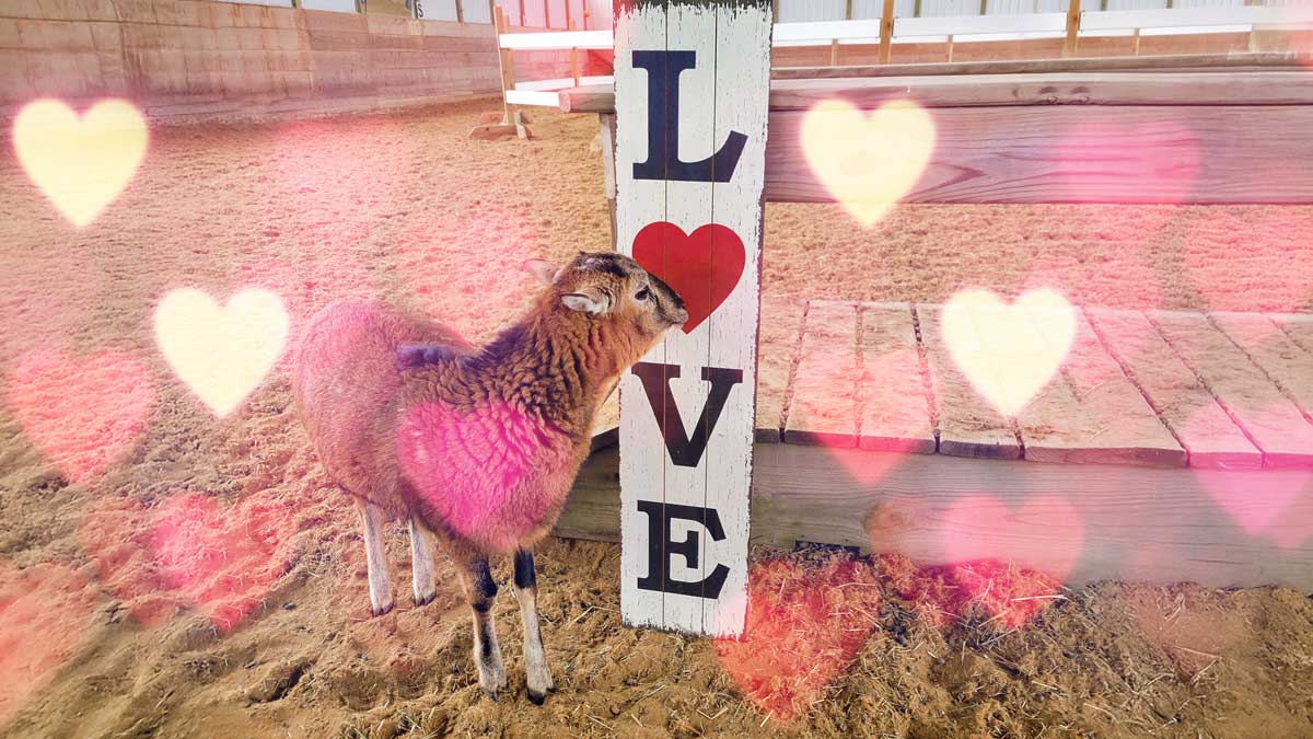 A sheep stands in a sandy barn arena beside a wooden post painted with the word “LOVE” and a red heart, surrounded by glowing pink heart graphics.