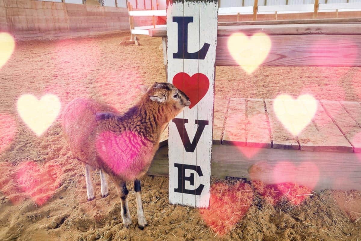 A sheep stands in a sandy barn arena beside a wooden post painted with the word “LOVE” and a red heart, surrounded by glowing pink heart graphics.