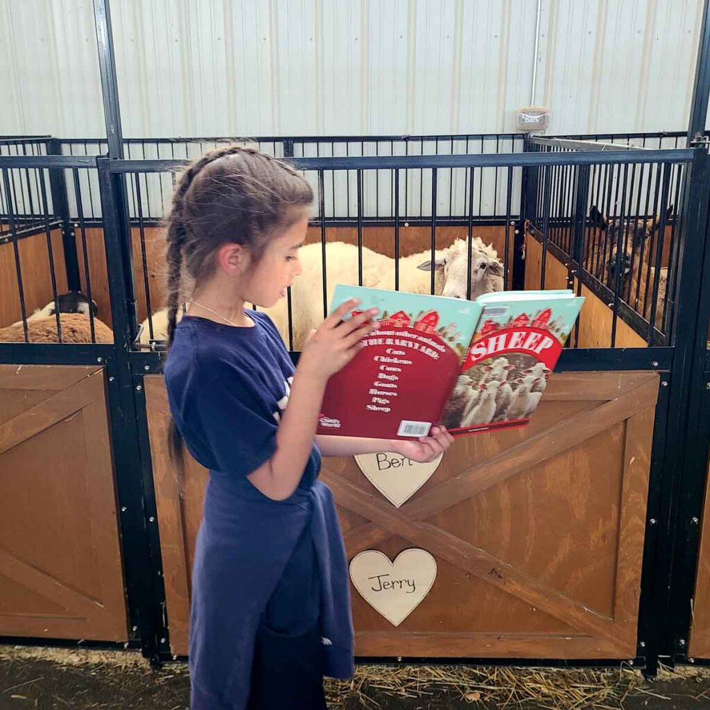 Student reads a book aloud to sheep inside the barn at Main Stay Farm during the Books in the Barnyard animal-assisted literacy program.