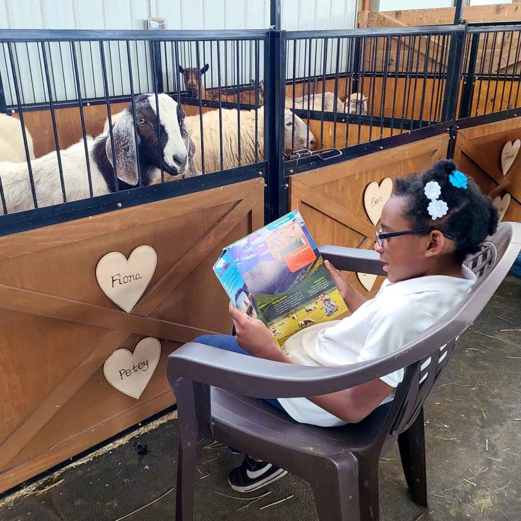 Student sits in a chair reading a book aloud to goats inside the barn during Main Stay Farm’s Books in the Barnyard literacy program.