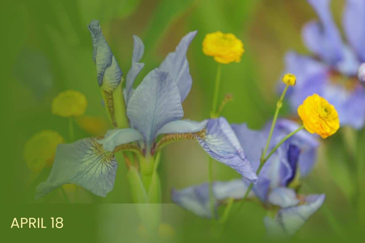 Close-up of a soft purple irises in bloom, surrounded by bright yellow buttercup flowers with text overlay that says April 18.