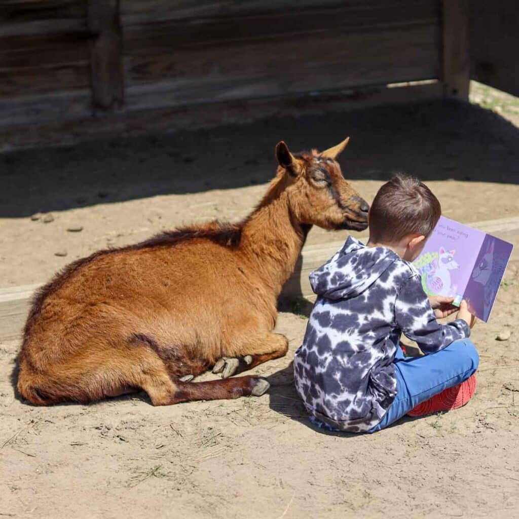 Child reads a book beside a resting goat at Main Stay Farm during the Books in the Barnyard animal-assisted literacy program.