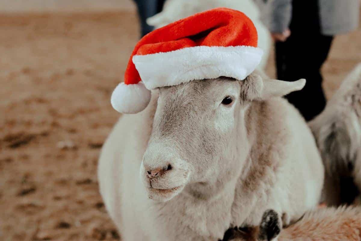 A sheep wearing a Santa hat while standing in an arena at Main Stay Therapeutic Farm