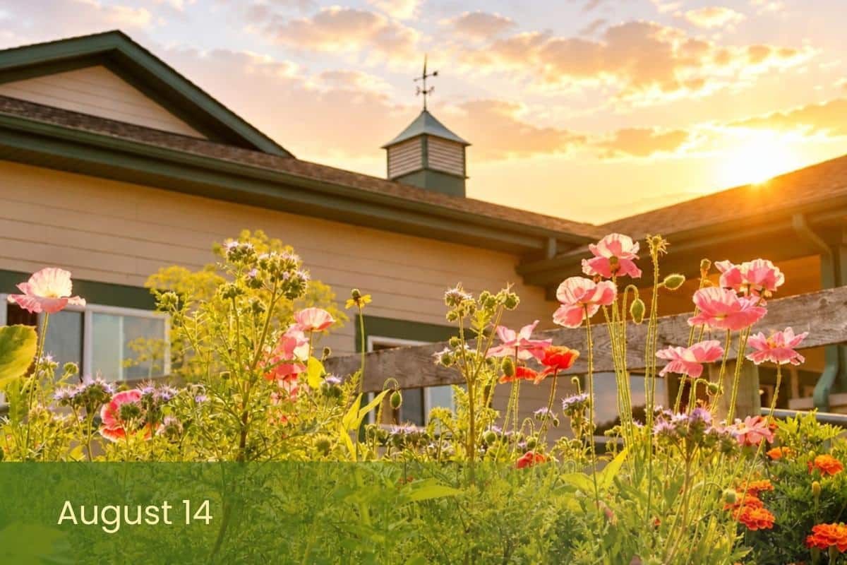 Pink poppy flowers bloom from Main Stay's adaptive garden in the foreground with Main Stay's cupola and weather vane visible against a sunset sky with scattered clouds.