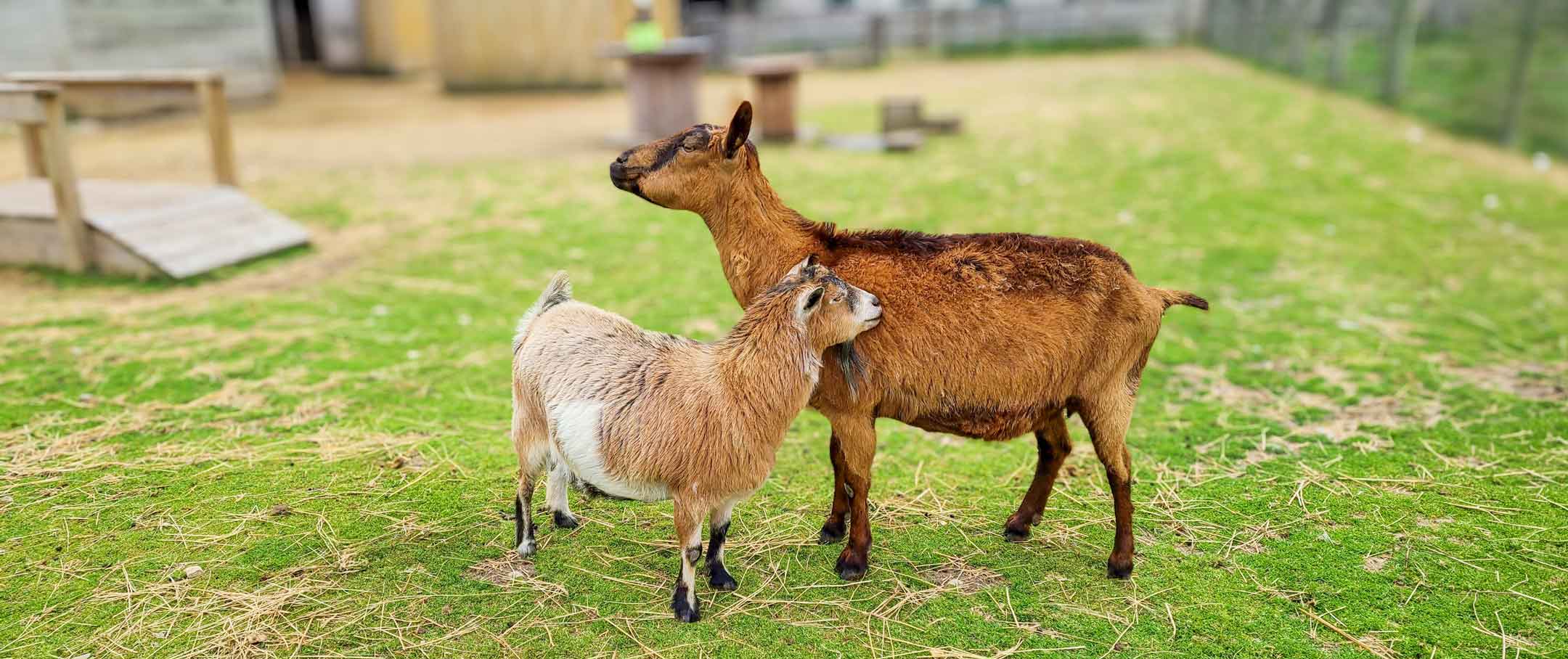Two goats standing closely together in a grassy farm enclosure, with one gently resting its head against the other.