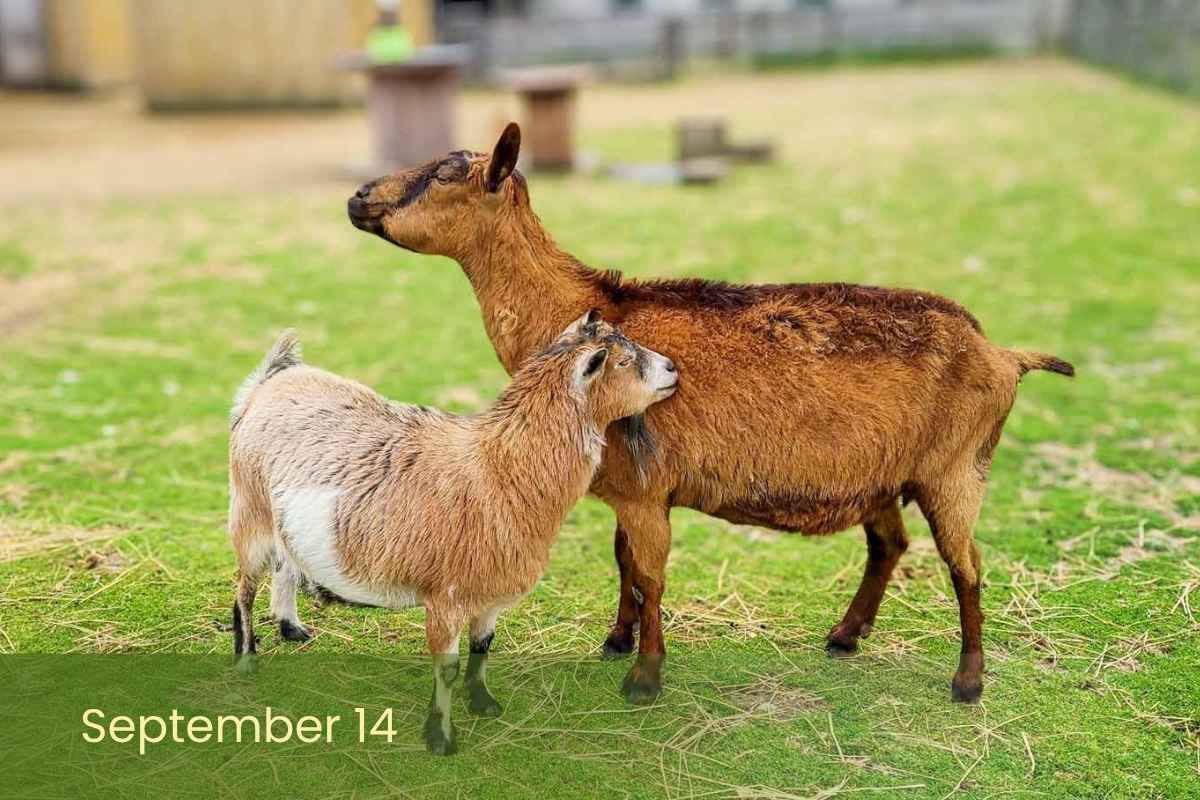 Two goats standing closely together in a grassy farm enclosure, with one gently resting its head against the other. Text overlay says September 14.
